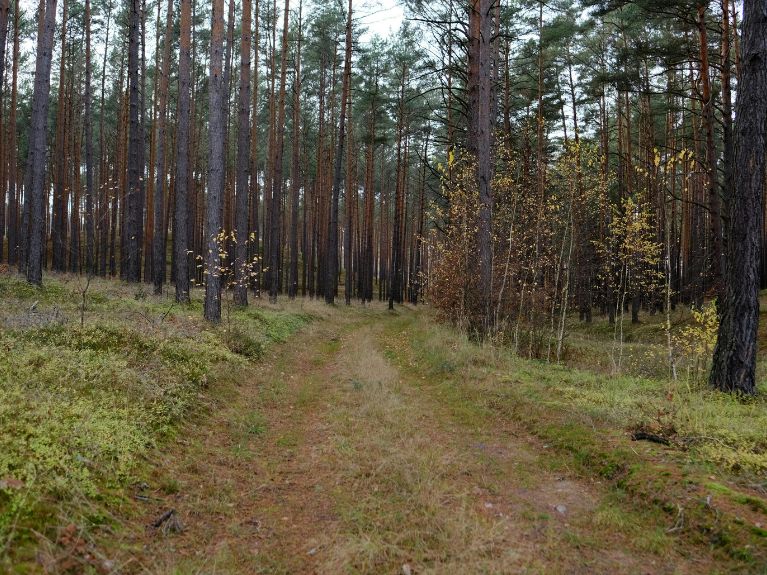 A narrow dirt path winds through a dense forest of tall pine trees with green undergrowth and scattered yellowing leaves, creating a peaceful and natural forest scene.