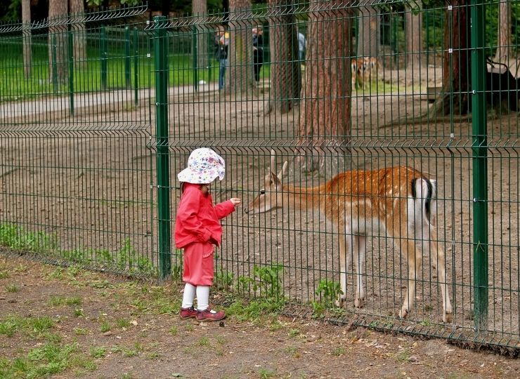 Małe dziecko w różowym stroju i kwiecistym kapeluszu karmi jelenia przez kraty ogrodzenia w zoo lub parku ze zwierzętami. W tle widoczne są drzewa i trawa.